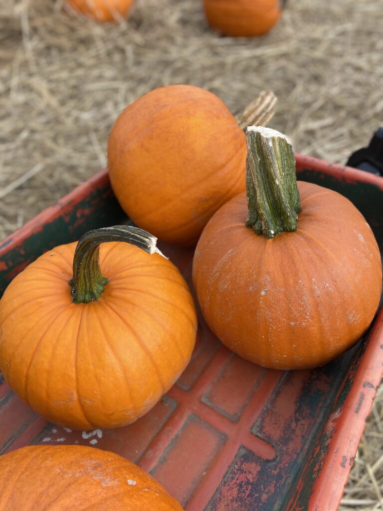 Three pumpkins in a wagon. The seeds are used to make Pumfu